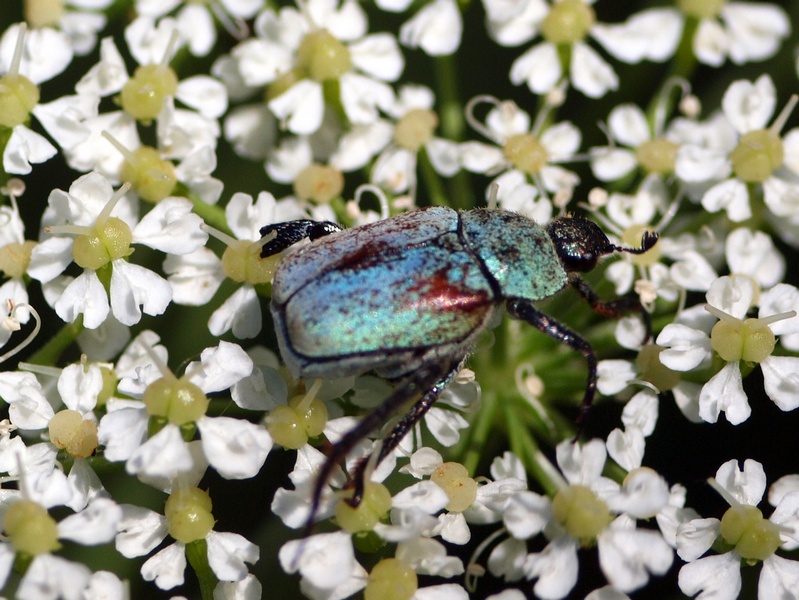 Coleoptera Rutelidae: Hoplia argentea